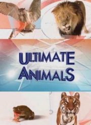 ������������� �������� (2015)